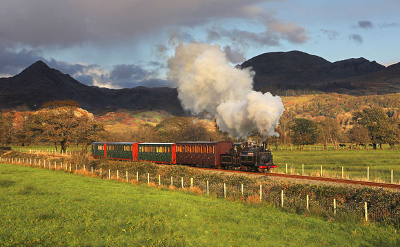 No5 Welsh Pony approaches Pont Croesor on 3.11.21